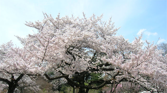 大きく枝を広げた満開の桜の木