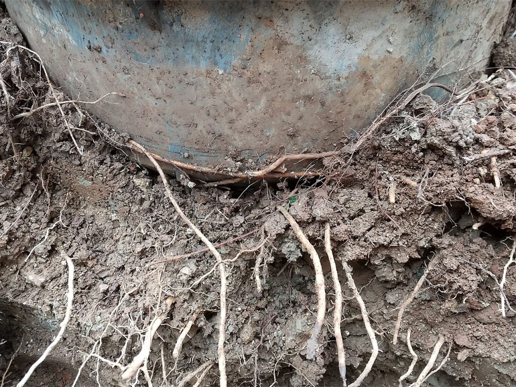 排水管、汚水桝の周りに庭木の根っこが